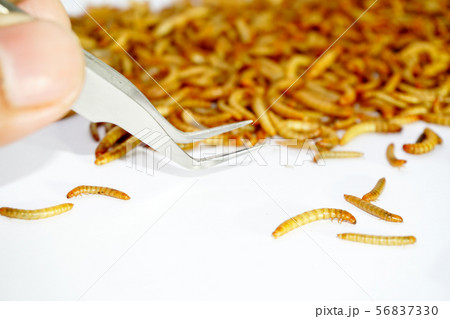 worm animal wiggle check by veterinary 56837330