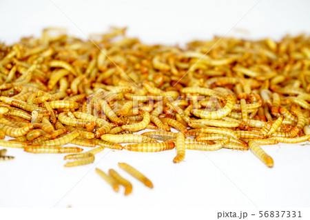 worm animal wiggle on the floor. wildlife life 56837331