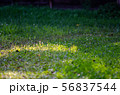 牧場 56837544
