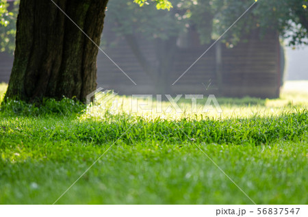 牧場 牧場 56837547