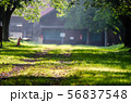 牧場 56837548