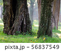 牧場 56837549
