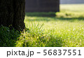 牧場 56837551