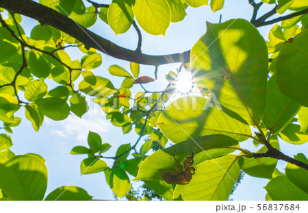 日本の植物風景 セミの抜け殻・太陽光・夏=横浜市内 日本の植物風景 セミの抜け殻・太陽光・夏=横浜市内 56837684