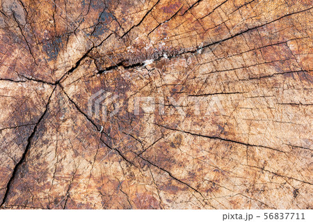 wood texture wood texture 56837711