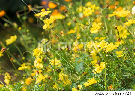 Sulfur Cosmos flowers Sulfur Cosmos flowers 56837724