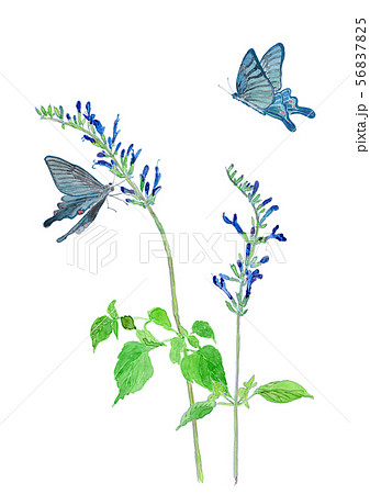 メドーセージと青い蝶 水彩のイラスト素材 5675