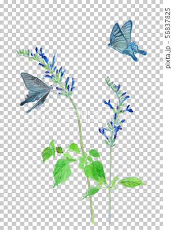Meadow Sage and Blue Butterfly Watercolor 56837825