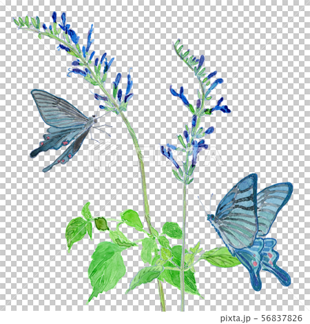 Meadow Sage and Blue Butterfly Square 56837826