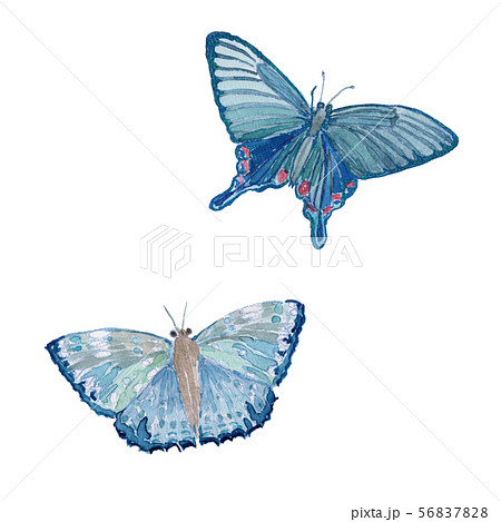 青い蝶 水彩のイラスト素材 5678