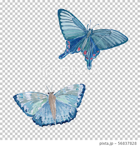Blue butterfly watercolor Blue butterfly watercolor 56837828