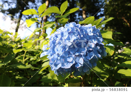 福島県二本松市の高林寺のあじさい 福島県二本松市の高林寺のあじさい 56838091