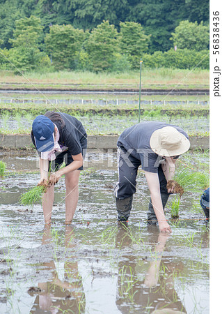 見沼田んぼ 春 親子で田植え(手植え) 見沼田んぼ 春 親子で田植え(手植え) 56838436