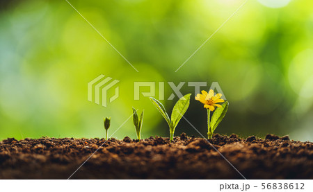 Growth tree young plant Natural green background 56838612