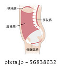 インナーユニット 56838632