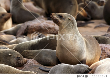 Cape Fur Seal - Cape Cross - Namibia 56838691