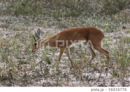 Damara Dik Dik - Damaraland - Namibia 56838776