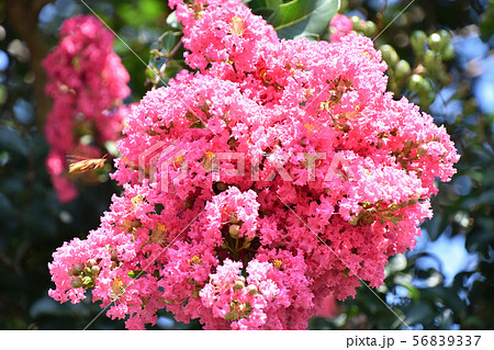サルスベリの花 サルスベリの花 56839337