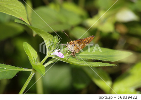 ヒメキマダラセセリ ヒメキマダラセセリ 56839422