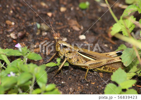 ツマグロバッタ ツマグロバッタ 56839423