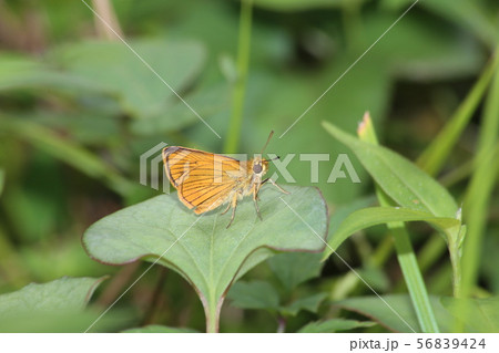 ヒメキマダラセセリ 56839424