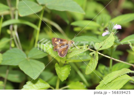 ヒメキマダラセセリ 56839425