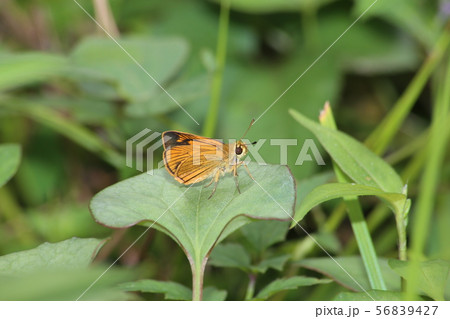 ヒメキマダラセセリ 56839427