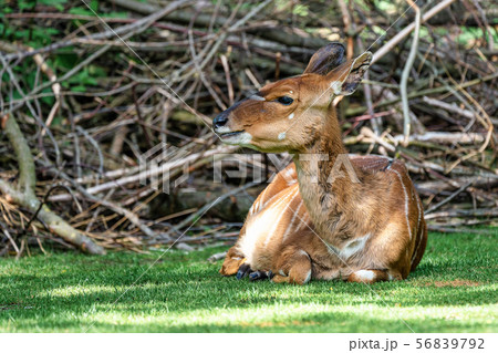 Nyala Antelope - Tragelaphus angasii. Wild life animal. Nyala Antelope - Tragelaphus angasii. Wild life animal. 56839792
