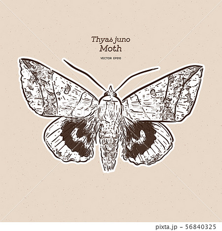 Thyas juno is a species of moth of the family Thyas juno is a species of moth of the family 56840325