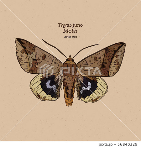 Thyas juno is a species of moth of the family Thyas juno is a species of moth of the family 56840329