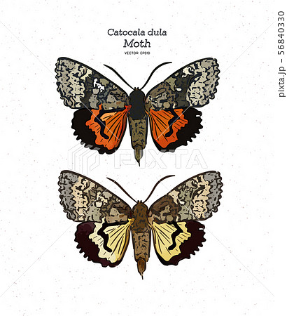Catocala dula is a moth of the family Erebidae. Catocala dula is a moth of the family Erebidae. 56840330