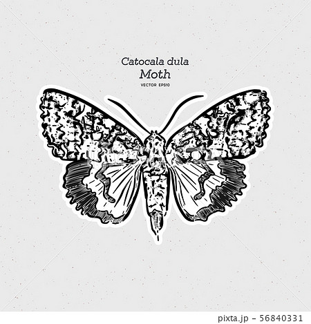 Catocala dula is a moth of the family Erebidae. 56840331