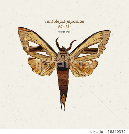 Tarsolepis japonica is a species of moth of the 56840332