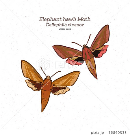 Deilephila elpenor, the elephant hawk moth, 56840333