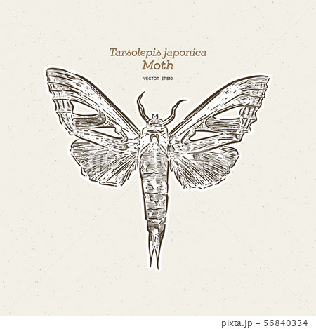 Tarsolepis japonica is a species of moth of the 56840334