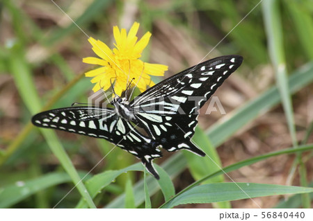 ナミアゲハ ナミアゲハ 56840440