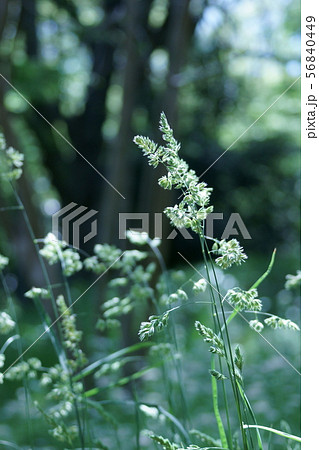 鴨茅 かもがや オーチャードグラスと呼ばれる牧草です。 鴨茅 かもがや オーチャードグラスと呼ばれる牧草です。 56840449