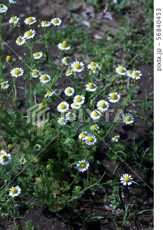 カモミール 花言葉は 逆境に耐える の写真素材