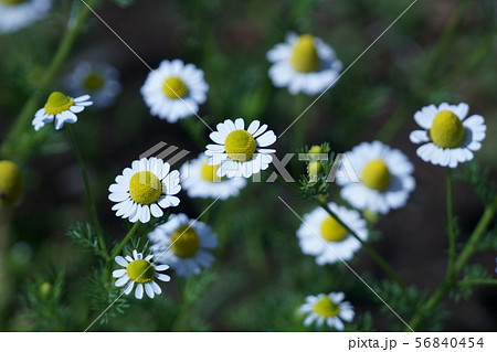 カモミール 花言葉は 逆境に耐える の写真素材