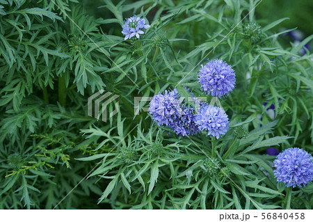 ギリア レプタンサ ブルー 花言葉は 気まぐれな恋 の写真素材