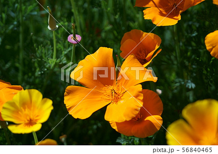 花菱草　カリフォルニアポピーと呼ばれます。 56840465