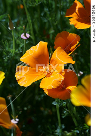 花菱草　カリフォルニアポピーと呼ばれます。 56840466