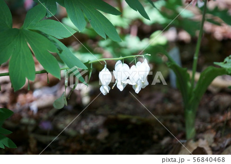 鯛釣草　タイツリソウ　花言葉は「流れにまかせて」 56840468