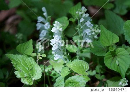 白花立浪草 タツナミソウ 花言葉は「私の命を捧げます」 白花立浪草 タツナミソウ 花言葉は「私の命を捧げます」 56840474