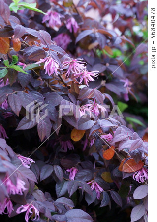 紅花常盤満作 花言葉は 不思議な力 の写真素材