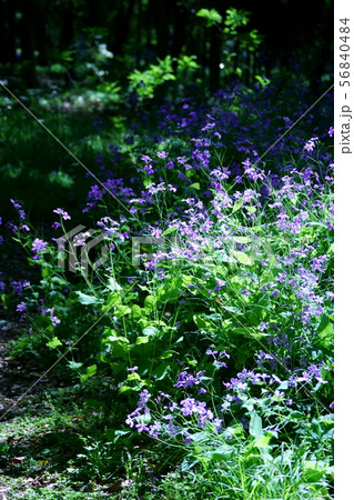 花大根ハナダイコン 花言葉は「変わらぬ愛」 花大根ハナダイコン 花言葉は「変わらぬ愛」 56840484