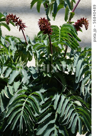 メリアントゥスマヨール 56840489