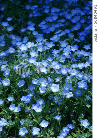 瑠璃唐草　ネモフィラ　花言葉は「可憐」 56840491