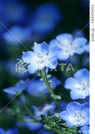 瑠璃唐草　ネモフィラ　花言葉は「可憐」 56840493