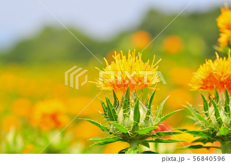 満開のベニバナ 56840596